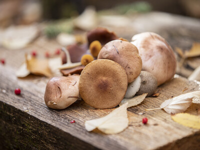 Champignons sauvages d'automne 